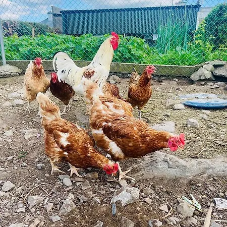 Cedar Self Catering H91 Cf9d * جورت