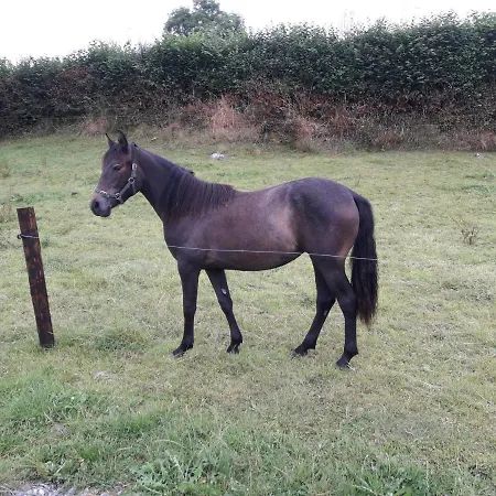 Cedar Self Catering H91 Cf9d Gort