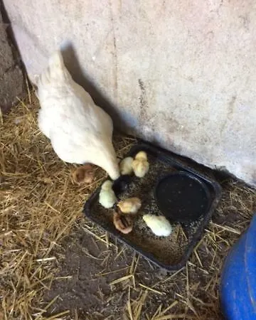 Bed & Breakfast Cedar Self Catering H91 Cf9d Gort