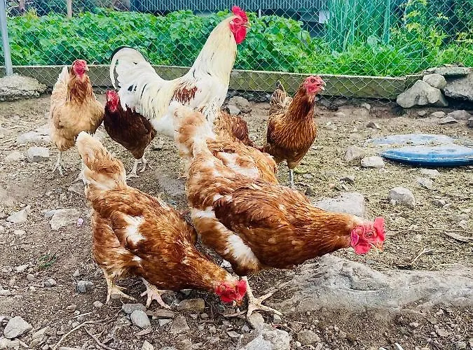 Cedar Self Catering H91 Cf9d * 戈特