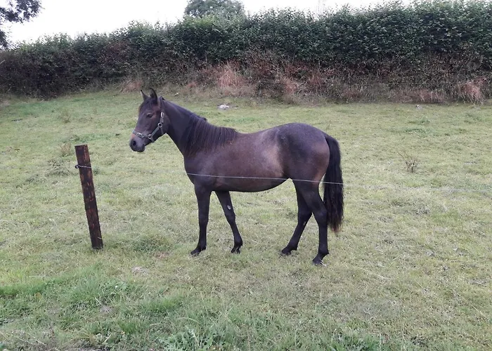 Cedar Self Catering H91 Cf9d 戈特