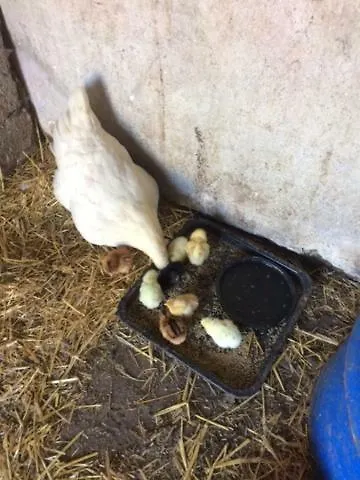 住宿加早餐酒店 Cedar Self Catering H91 Cf9d 戈特