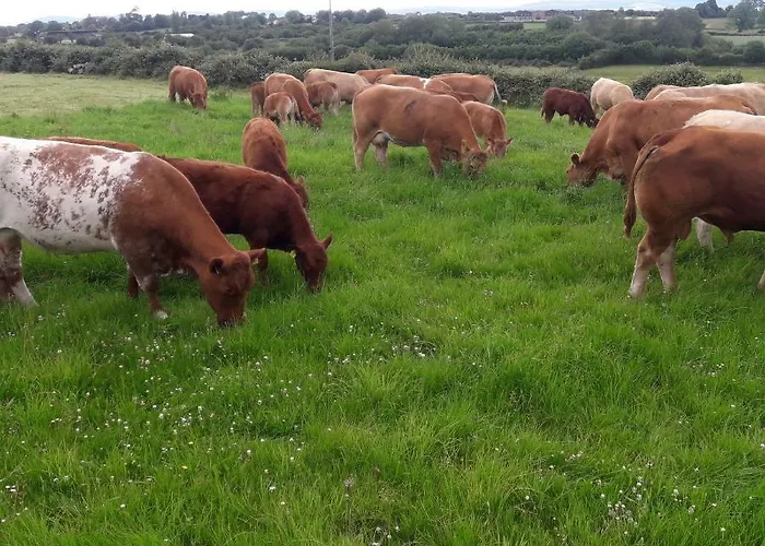 Cedar Self Catering H91 Cf9d 住宿加早餐酒店 *